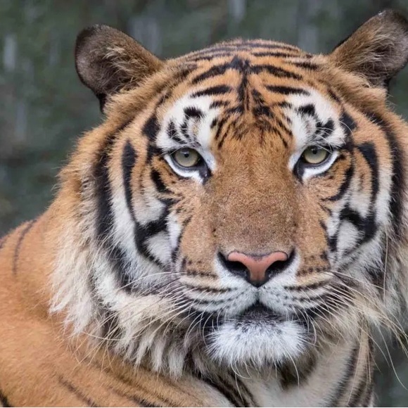 $3-$15 Dollar Start for Live Show Only - Picture 5 of 5